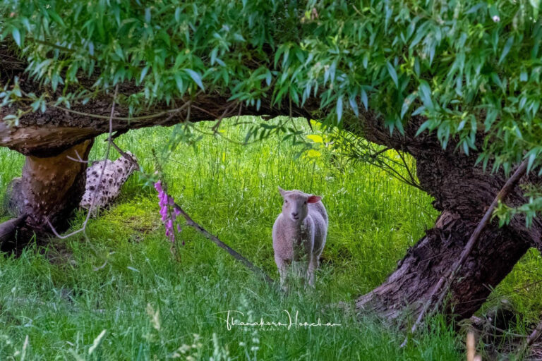 S__917672_0