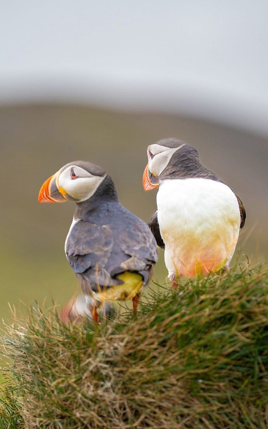 Faroe Islands 16