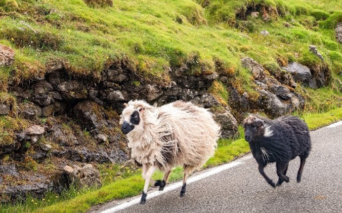 Faroe Islands 22